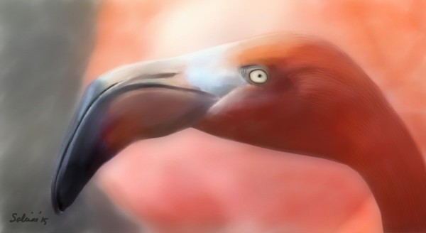 Flamingo Print