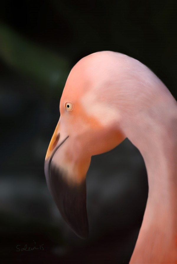 Flamingo Print