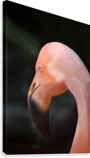 Flamingo Canvas Print