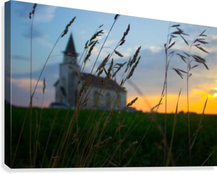 tall grass Canvas Print
