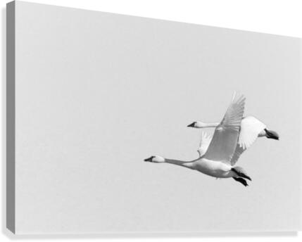 Tandem Flight Canvas Print