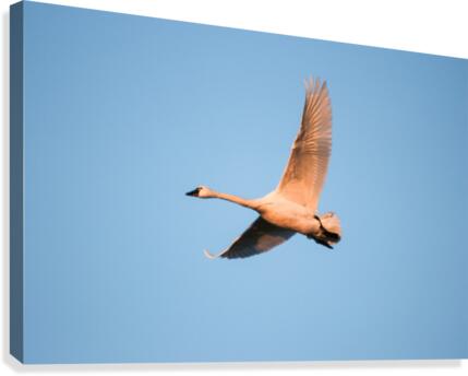 Northern Visitor Canvas Print