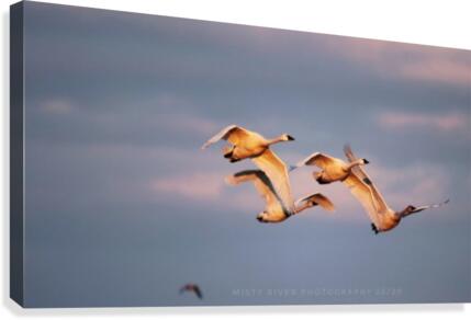 Theres a crowd  Canvas Print