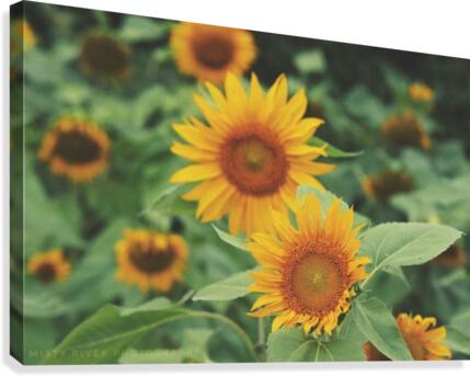 Sunshine  Canvas Print