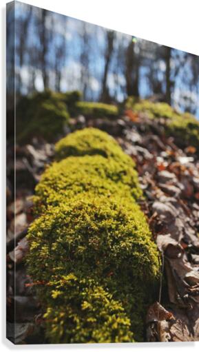 Forest floor Canvas Print