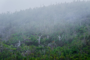 Brume