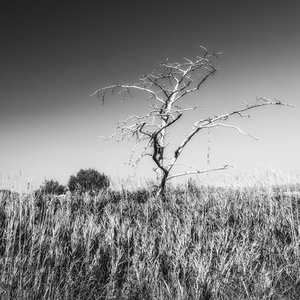 Solitaire
