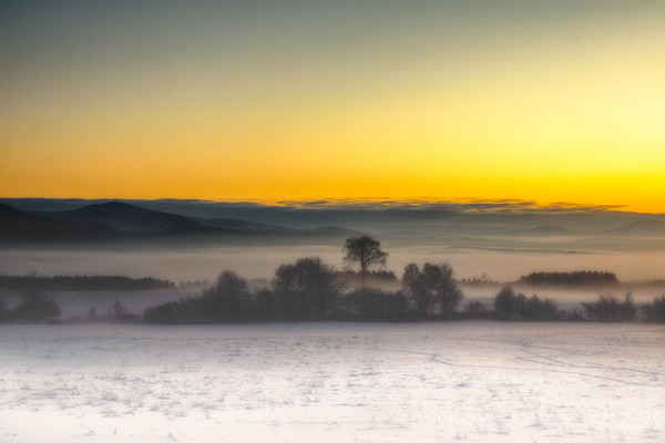 Le viel orme  Print