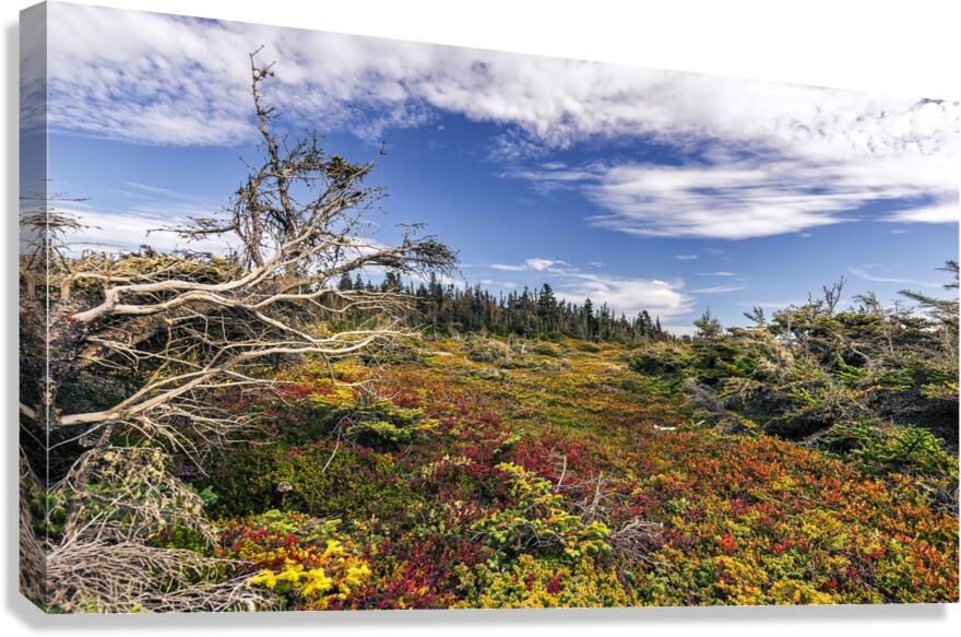 Toundra  Canvas Print