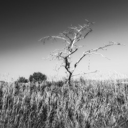 Solitaire