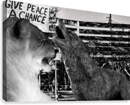 Fierce Canvas Print