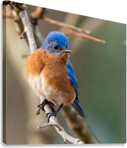 Feeling blue Canvas Print