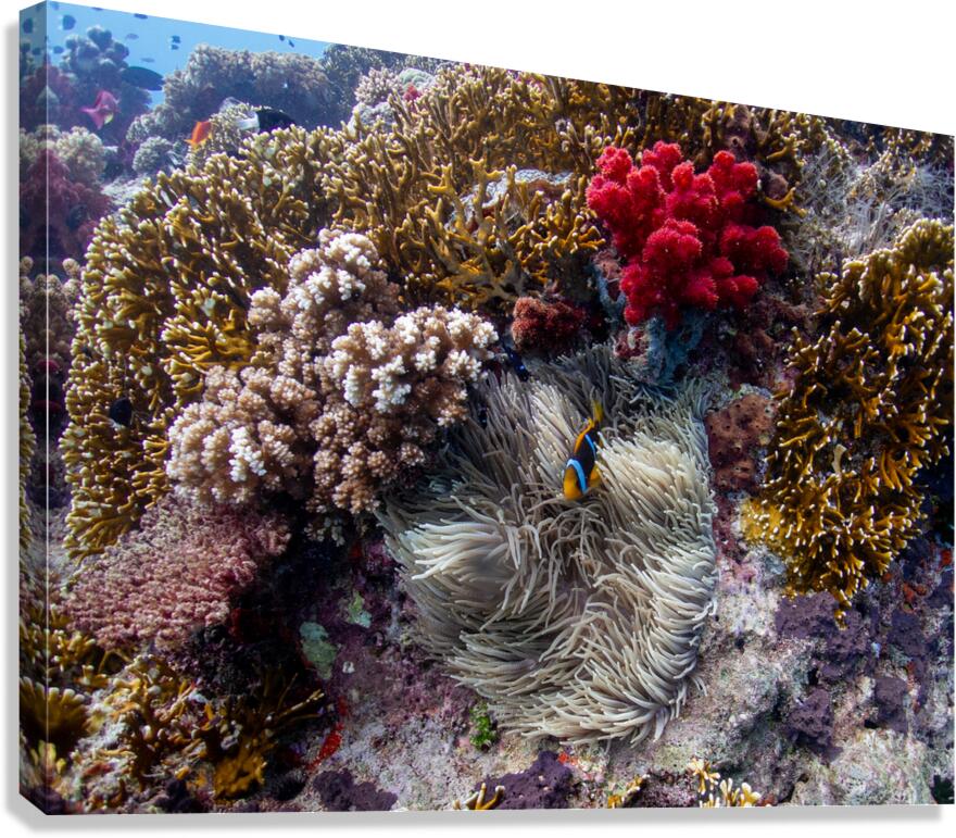 Clownfish Canvas Print