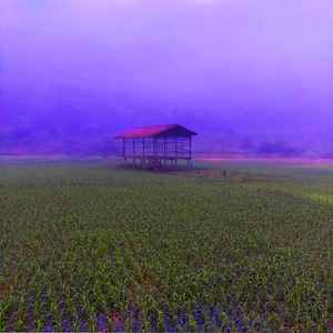 FIELD - 1.4 – Free Shipping