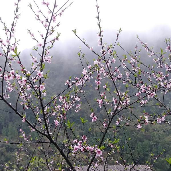 MEDITATION - 1.4 – Free Shipping Print