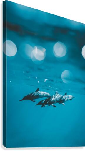 Spinners Canvas Print