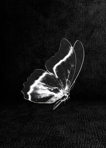 Butterfly Ghost