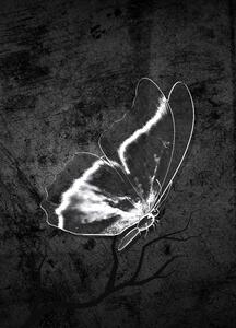 Butterfly Ghost In Dark