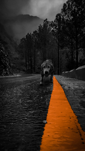 Lonely Dog