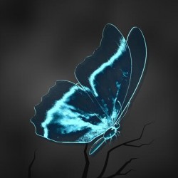 Butterfly Blue Cloud