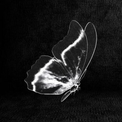 Butterfly Ghost