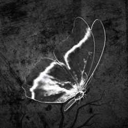 Butterfly Ghost In Dark