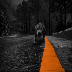 Lonely Dog