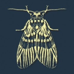 Yellow Bee