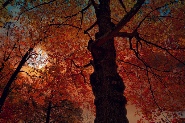  Red  Leaves Print
