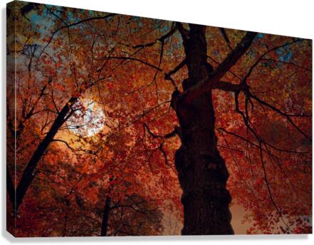  Red  Leaves Canvas Print