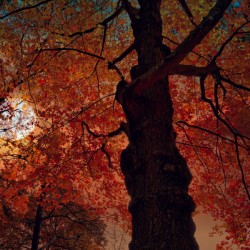  Red  Leaves
