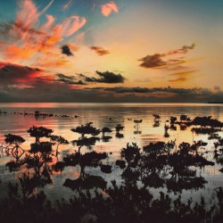 Pink Clouds 