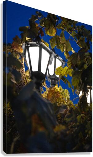 Bewilderment Canvas Print
