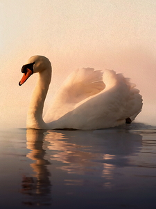 Swan In The Water