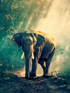 Elephant In The Forest