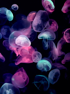 Colorful Jellyfish