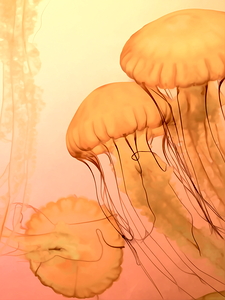 Fresh Jellyfish