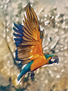 Parrot In Flight Drawing