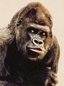 Gorilla Drawing