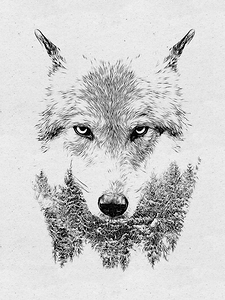 Wolf Drawing
