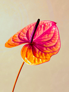 Hibiscus Flower