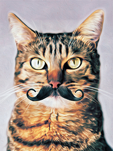 Cat With Moustache