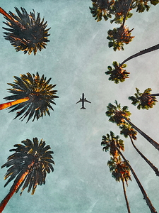 Airplane Flying Over Palm Trees