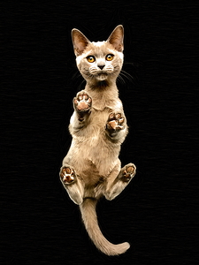 Cat In The Air