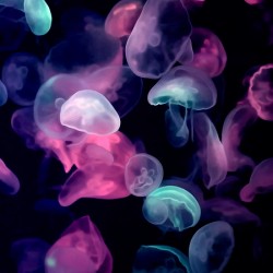Colorful Jellyfish