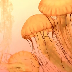 Fresh Jellyfish