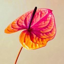 Hibiscus Flower