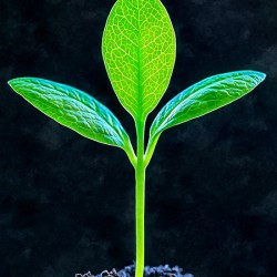 Growing Planting Seeds