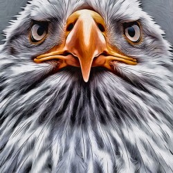 Drawing Head Eagle