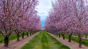 Almond Bloom